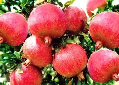 《石榴种植新篇章：揭秘高效管理与创新技术》