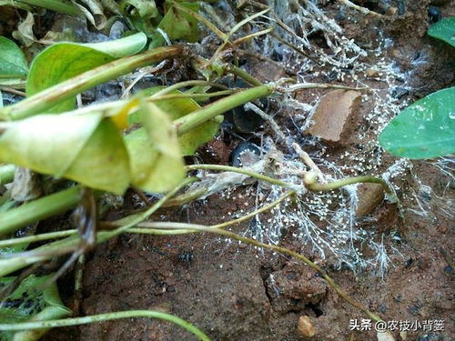 《花生种植攻略：如何提高产量与品质？》