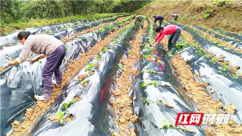 揭秘葛根种植：高效益的绿色农业新宠儿