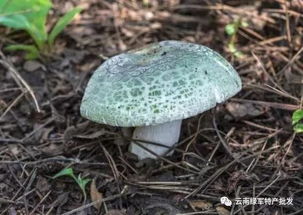 喀什食用菌技术种植：揭秘新疆绿色农业新篇章