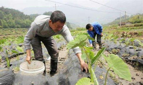 芋芽种植技术揭秘：如何打造高效益的绿色农业新宠？