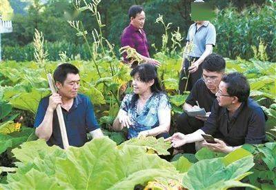 大黄种植技术革新：揭秘高效益的绿色之路