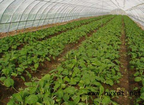 《技术革新助力，秋葵种植新篇章：揭秘秋葵种植的秘密武器》
