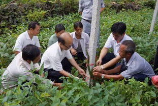 火龙果种植技术培训班：揭秘高效种植秘诀，助力产业升级