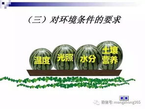 西瓜种植：揭秘夏日消暑佳品的培育奥秘