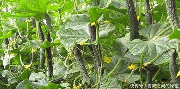 秋黄瓜种植技术要点揭秘：如何提高产量与品质？