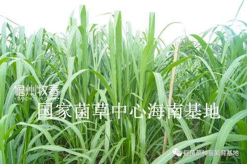 巨菌草种植：绿色革命的新引擎，如何打造高效生态农业？
