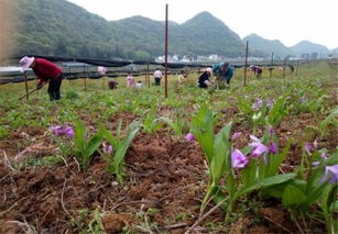 白芨种植新篇章——瑞鹏翔技术引领产业升级