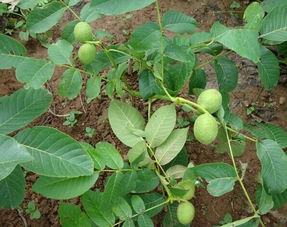 核桃苗种植与养护：揭秘高效产量的秘密武器