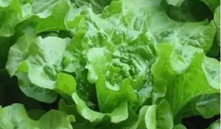 速生生菜种植技术视频解读：揭秘高效种植秘诀，如何实现高产？