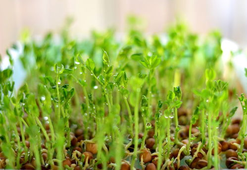 苗芽菜种植技术揭秘：如何轻松培育绿色健康美食？