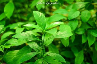 中国药都南方中药材种植技术中心：引领绿色种植新潮流