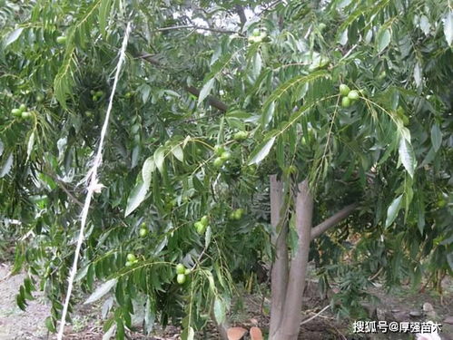揭秘美国山核桃苗种植技术：如何培育出高品质的“坚果之王”？