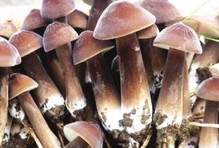 菌类种植新篇章：揭秘高效生态菌类栽培技术