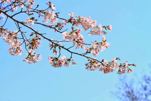 《染井吉野樱种植攻略：如何让樱花盛放如画》