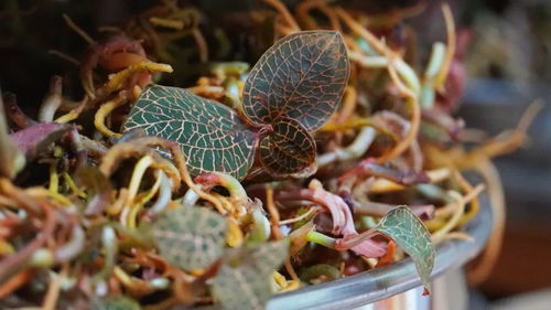 揭秘金线莲种植之谜：掌握核心技术，开启致富之门