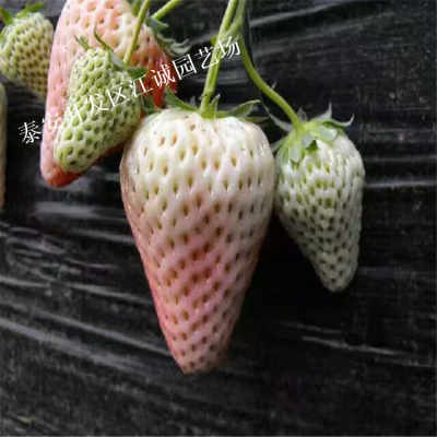 盆栽草莓种植指南：如何在家轻松收获甜蜜果实？