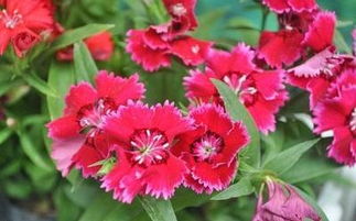 《石竹花种子种植全攻略：如何培育出繁花似锦的花园》