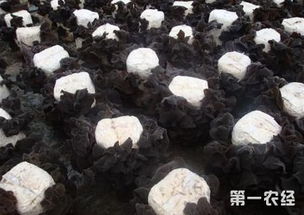 木耳种植技术揭秘：如何培育出高品质的“森林之宝”