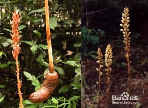 揭秘天麻种植奥秘：一招视频教程，助你轻松成为种植专家！