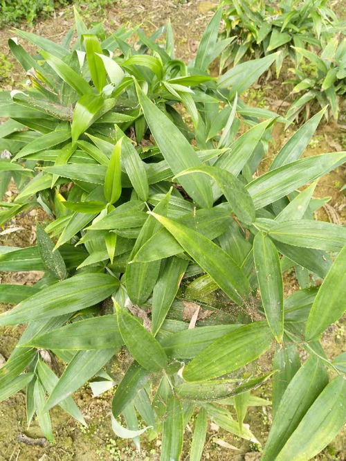 黄精种植技术揭秘：如何高效培育这一珍贵药材？
