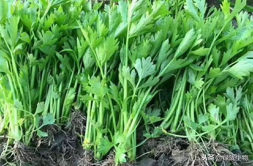 春季大棚芹菜种植技术解析：如何实现高产高效？