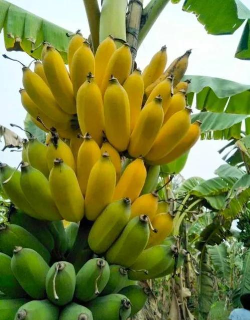 《粉蕉种植新篇章：直播带你领略高效种植技术秘籍》