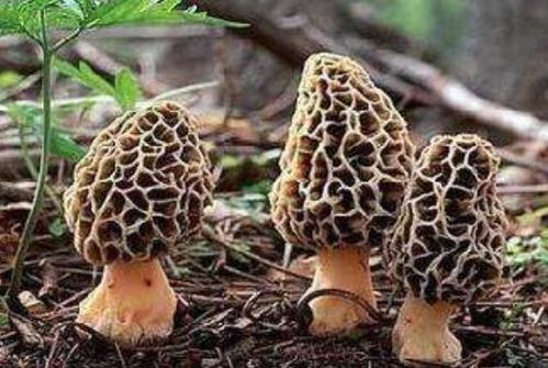 人工种植羊肚菌：技术革新助力产业升级，未来市场潜力无限？
