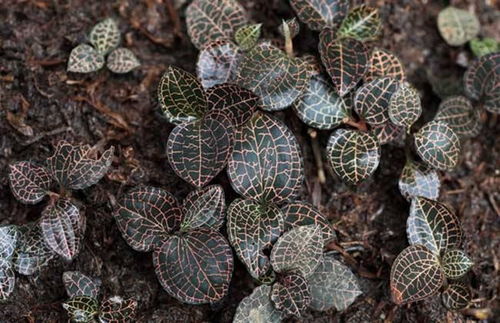 揭秘金线莲苗种植技术：从新手到专家的蜕变之路