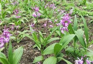白芨种植技术揭秘：市场前景与种植攻略