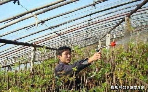 《大棚香椿种植新革命：揭秘高效栽培技术，助力产业升级》
