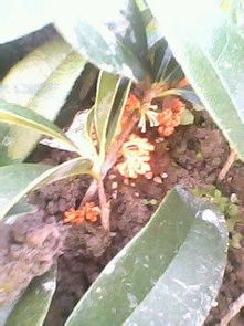 揭秘桂花苗种植秘诀：如何培育出香气四溢的优质桂花？