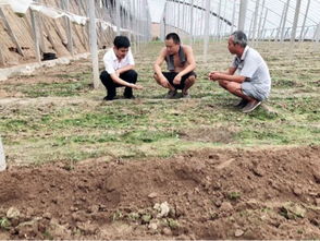 农村种植技术培训平台：助力乡村振兴，赋能农民增收新篇章