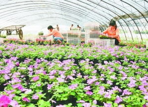 揭秘现代花草种植技术：如何让您的绿植茁壮成长？
