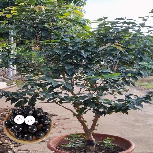揭秘嘉宝果种植秘诀：如何打造高产优质果园？