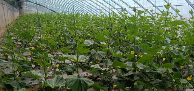 热带大棚蔬菜种植技术：揭秘高效益的秘密武器