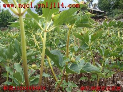 滇重楼种植技术革新：揭秘高效种植之道