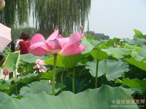 荷花种植攻略：揭秘水生植物的优雅生长之道