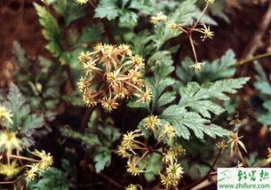 黄连种植技术揭秘：如何培育出优质药材？