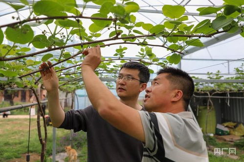 黄金果种植技术揭秘：如何培育出黄金般的经济效益？