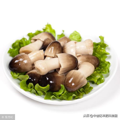 草菇种植技术员招聘：开启绿色产业新篇章