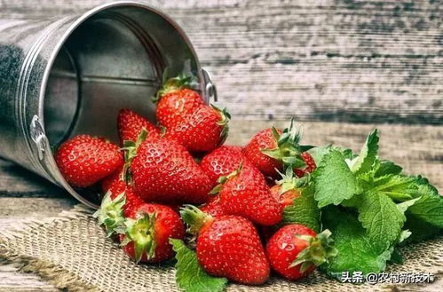 《草莓种植攻略：如何在家轻松种出美味果实？》