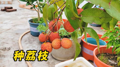 揭秘荔枝树种植秘籍：如何让果香四溢？