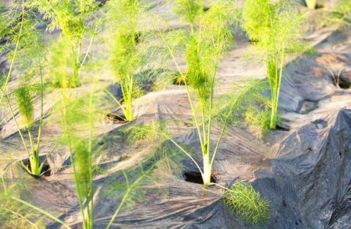 胡萝卜种植全攻略：揭秘高效种植技术，助力高产丰收