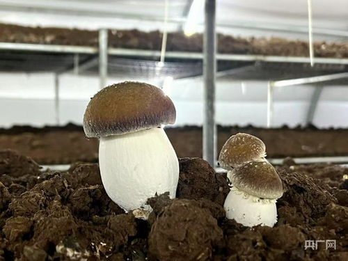 探秘蘑菇王国：揭秘高效蘑菇栽培种植技术