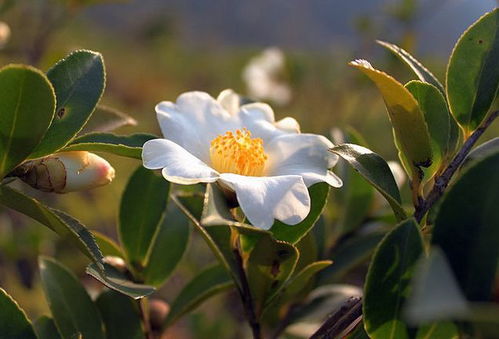 油茶种植技术揭秘：如何实现高产高效？