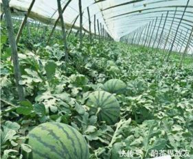 西瓜种植技术全攻略：如何种出甜美多汁的夏日果实？