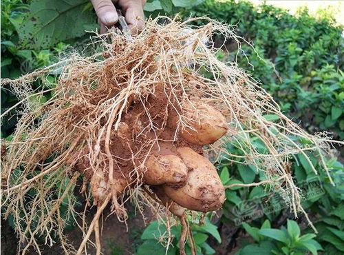 玄参种植技术揭秘：如何提高产量与品质？