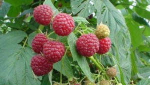 山东树莓种植技术革新：揭秘高效益的秘密武器