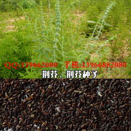 《揭秘药材种苗种植技术批发：如何打造绿色高效产业链？》
